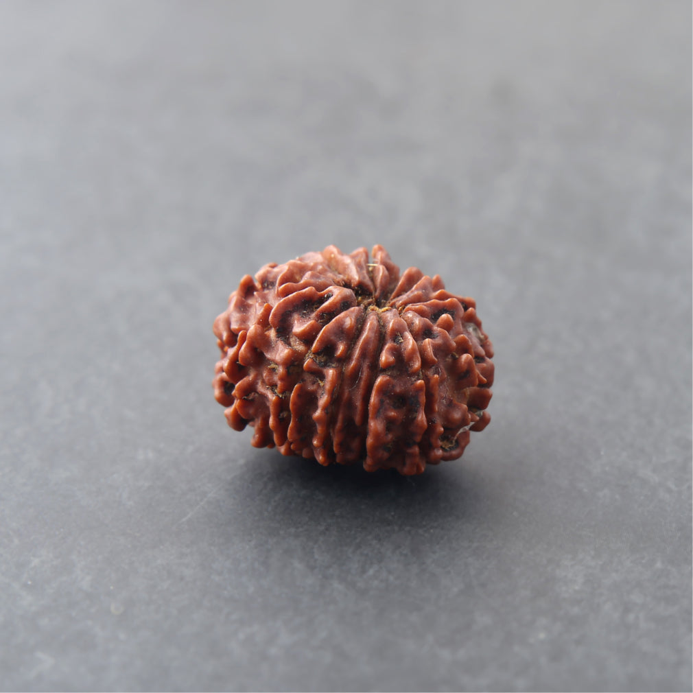 12 Mukhi Rudraksha